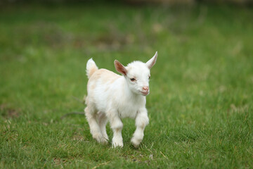 Lovely white baby goat running on grass