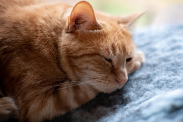 Adorable ginger cat napping, sleeping on her paw while laying on blue and grey blanket. 