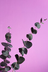 Two eucalyptus branches, vertical close Up. Decoration, details. Floral composition with place for text