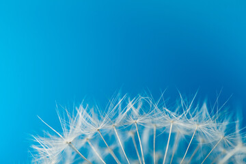 Soft white dandelion seeds from the bottom of the frame. Soft blue background