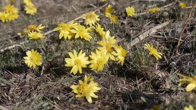 Transylvanian pheasant's eye, Adonis x hybrida bloom in the Koros-Maros National Park, near Csorvas.