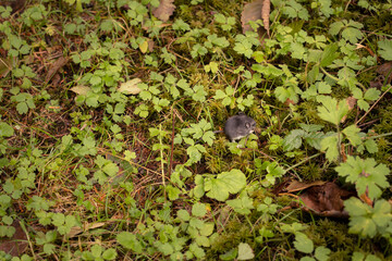 Naklejka premium mouse in the weeds 