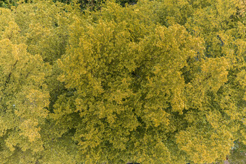Top view of Big tree and Yellow leaves.