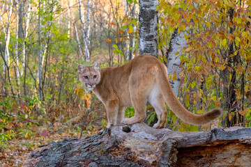 Mountain Lion in Birch Forest in Autumn © Evelyn