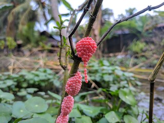 wild strawberry plant