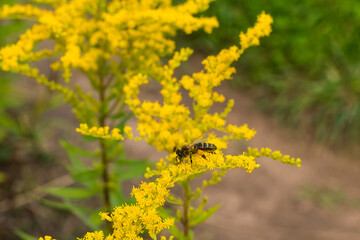 in summer, a bee collects pollen from a yellow flower in a field
