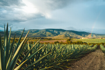 Agave field in oaxaca