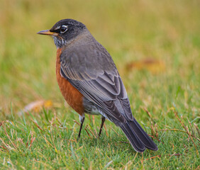 robin on the grass