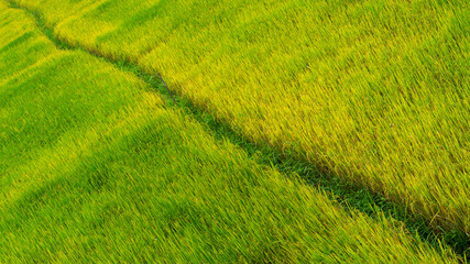 Obraz premium The walkway between the two sides of rice.