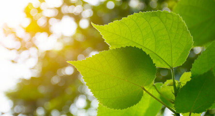 green leaves in sunlight