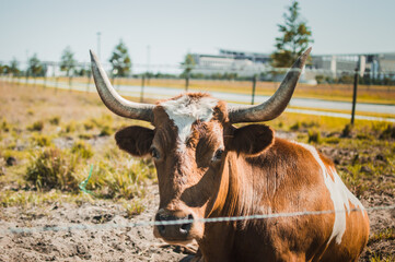 cow longhorn laying down