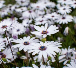 White Cape Daisies with Purple Centres at North Avoca Beach NSW Central Coast of Australia