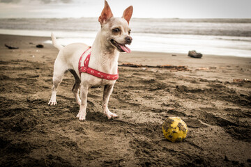 chihuahua en la playa