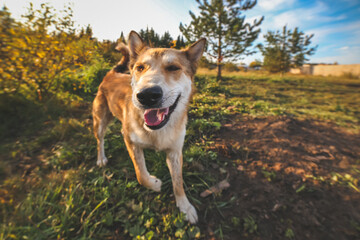 cheerful mongrel dog happily runs past the lens rejoicing in the last warm autumn days