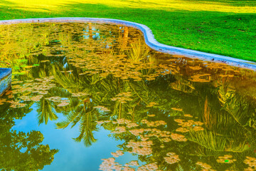 Reflection of coconut palm trees around the pond