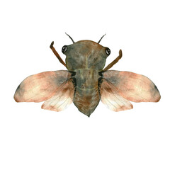 Watercolor oriental vintage cicada elements. Japanese insect. For design of cards, logo, packaging, fabrics, prints, posters...