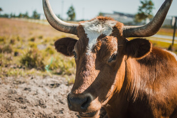 cow longhorn laying down