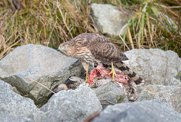 Hawk Eats a Kill
