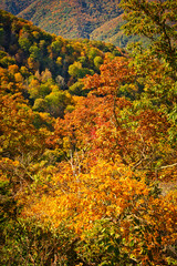 Fototapeta premium Autumn colors in the mountains of the Blue Ridge Parkway in North Carolina, USA.