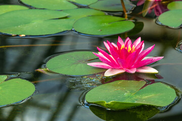 beautiful bright, colorful, fresh water plants flowers lotuses in the pond