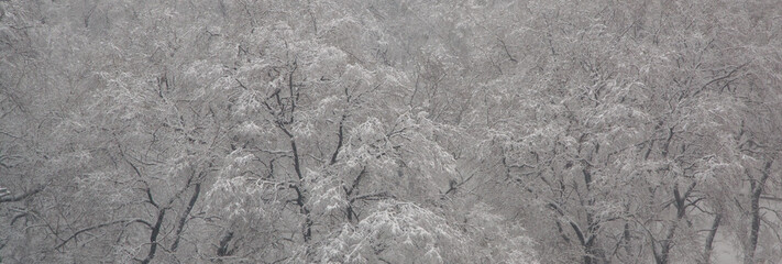 Branches of tree covered with snow 