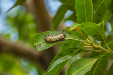 caterpillar on a leaf