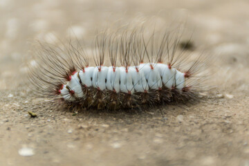 close up of a caterpillar and hairy worm