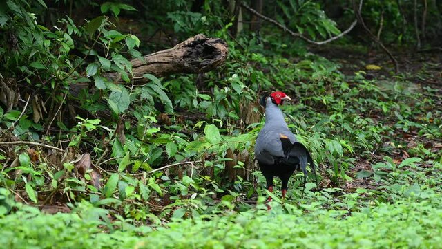 Siamese Fireback, Lophura diardi; seen foraging for food and then looks around to see predators around the area during the morning in Sakaerat Environmental Research Station in Thailand.