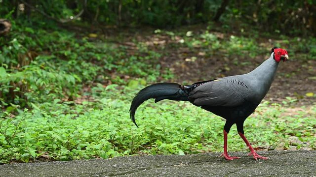 Siamese Fireback, Lophura diardi; facing and walking towards the right side of the frame as found on the pavement in the forest of Sakaerat Environmental Research Station in Thailand.