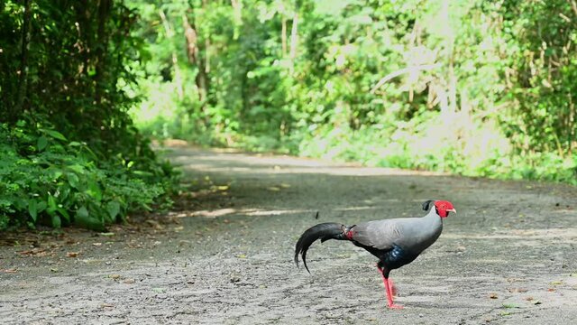 Siamese Fireback, Lophura diardi; a male individual quickly crosses the forest road in the morning in Sakaerat Environmental Research Station in Thailand.