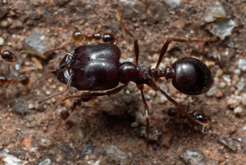 Macro Photo of Soldier Big Headed Ant with Group of Worker Ants