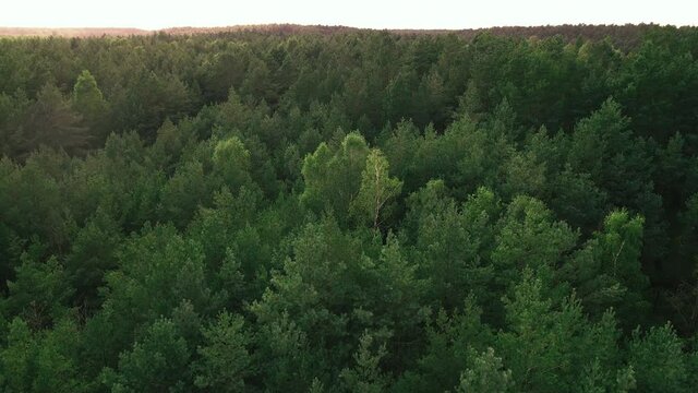 Slow rising over endless green leafy tree crowns of Kowalskie Blota forest, Poland drone aerial taking off 