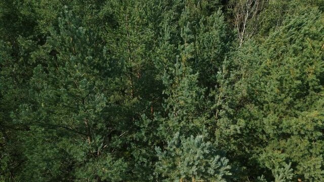 Aerial fly up - Drone slowly rise over evergreen pine tree crowns at Kowalskie Blota, Poland 