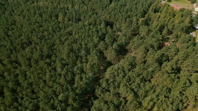 The drone slowly turning around flying over dense green leafy tree crowns of Kowalskie Blota village forest day time, Poland