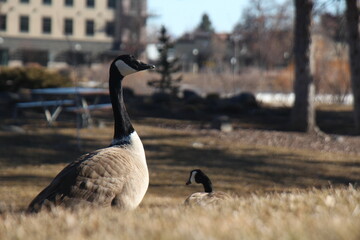 country goose on the bank of lake
