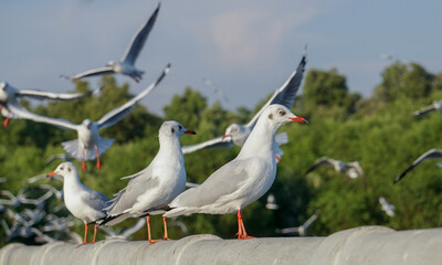 Seagulls From Bang Pu Port, Thailand