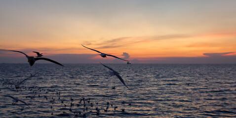 Sun set beach bird sky summer