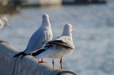 The seagulls​ in​ the​ evening​ at​ Bang​ Pu.