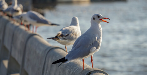 The seagulls​ in​ the​ evening​ at​ Bang​ Pu.