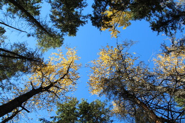 Autumn Above Us, Whitemud Park, Edmonton, Alberta