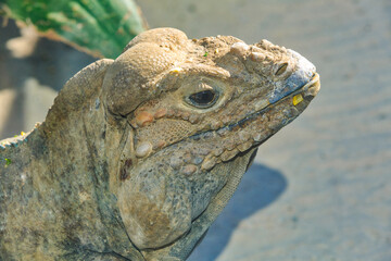 Closeup of the head of a Rhinoceros Iguana, a lizard found in the Caribbean