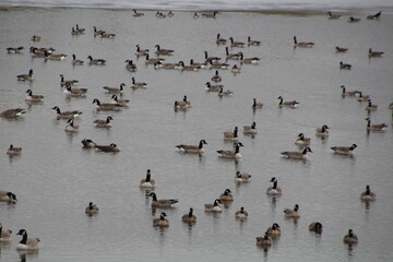 Gathering Of Canadian Geese, Pylypow Wetlands, Edmonton, Alberta