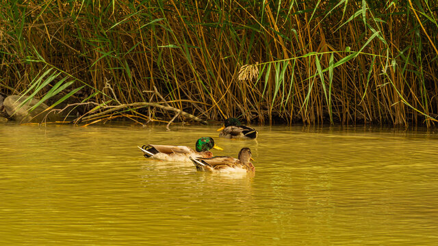 Wild duck swimming on the mountain river Bidente in the neighborhood of the small town of Santa Sofia in central Italy.