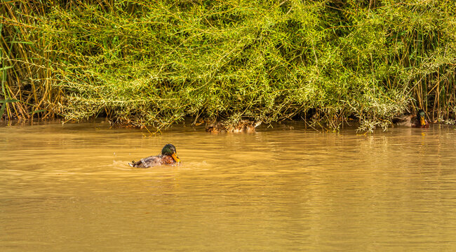 Wild duck swimming on the mountain river Bidente in the neighborhood of the small town of Santa Sofia in central Italy.