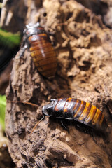 Hissing Cockroach