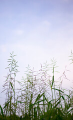 A view of the natural tree against the sky.