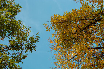 arboles con la hojas amarillas en temporada dé otoño, con el cielo azul al fondo
