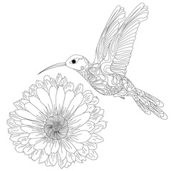 Vector illustration of hummingbird or colibri with flower isolated on white background,  monochrome. Coloring page