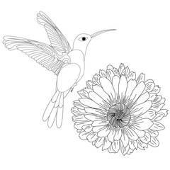 Vector illustration of hummingbird or colibri with flower isolated on white background,  monochrome. Coloring page