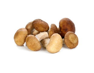 Shiitake mushroom isolated on white background